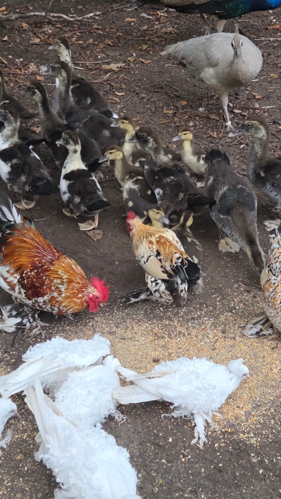 te koop muscuseende, Dieren en Toebehoren, Meerdere dieren, Eend