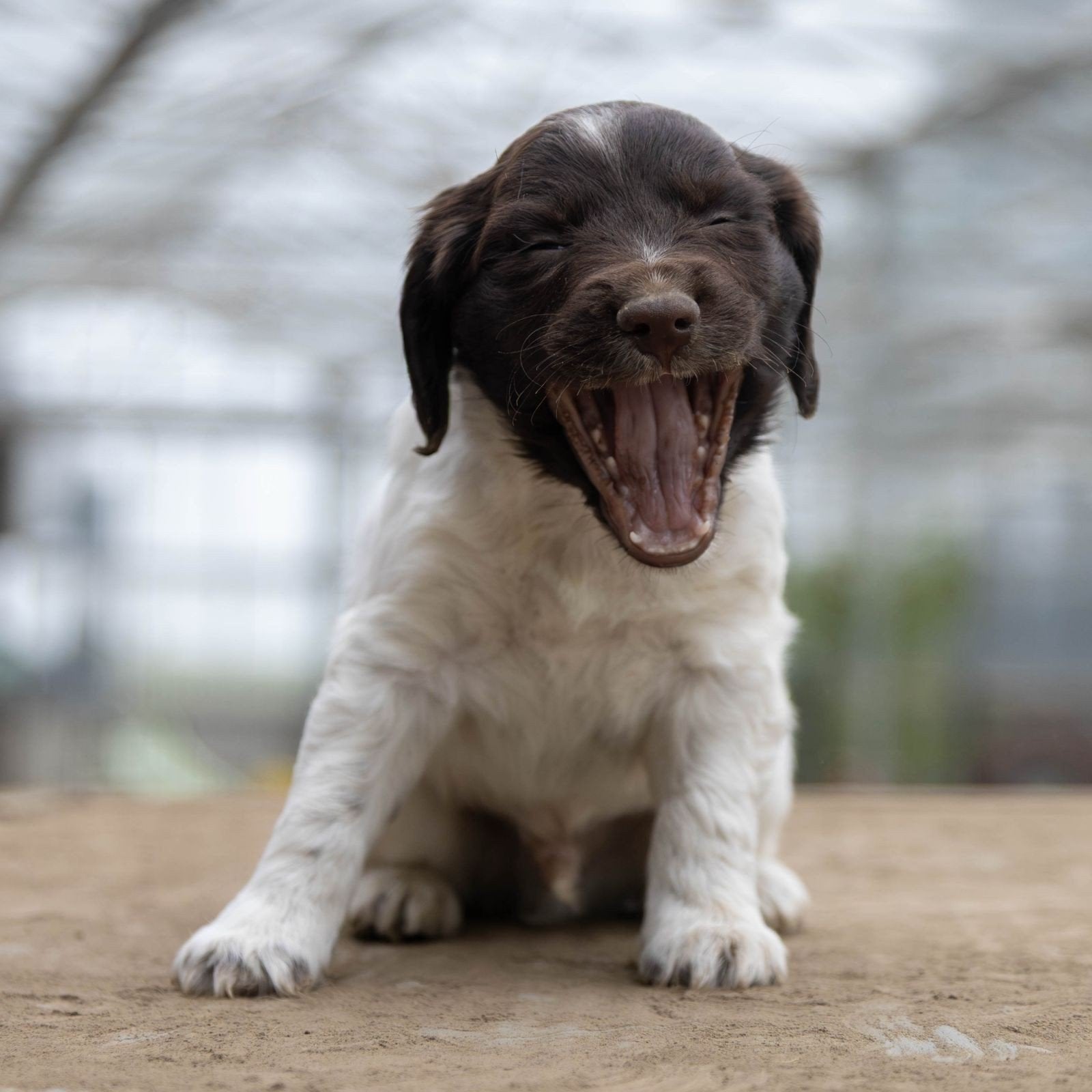 laatste Stabij Cocker pup – vanaf 31 oktober beschikbaar, Nederland, CDV (hondenziekte), 8 tot 15 weken, Meerdere