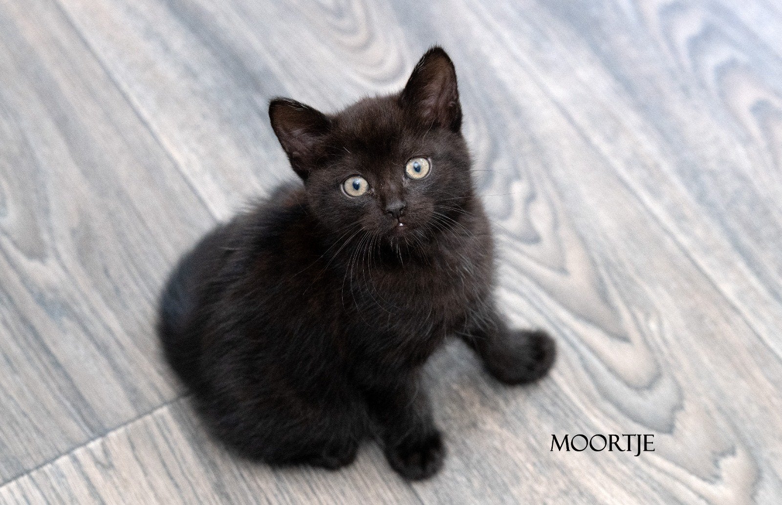 Kruising Main Coon x Europese korthaar, Meerdere dieren, 0 tot 2 jaar