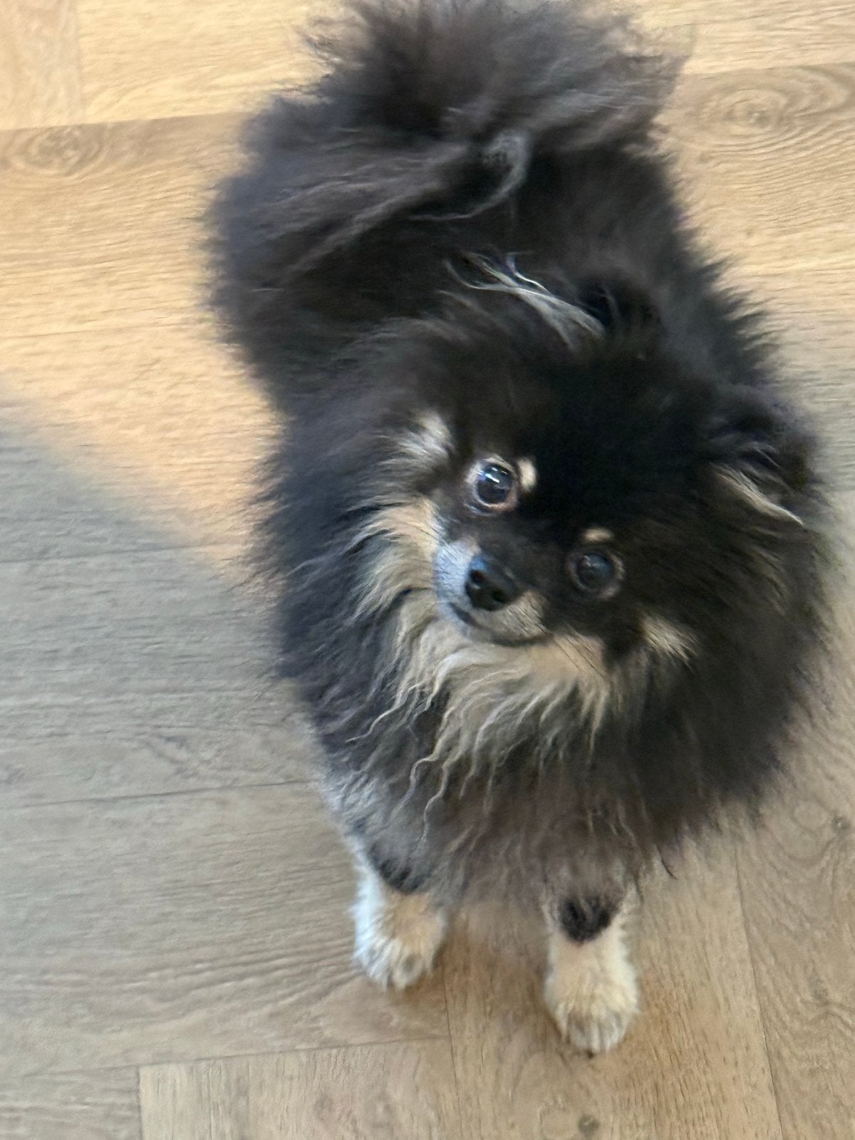 Pomeriaan  / dwergkees teacup, Dieren en Toebehoren, Particulier, Overige rassen, 1 tot 2 jaar, Buitenland