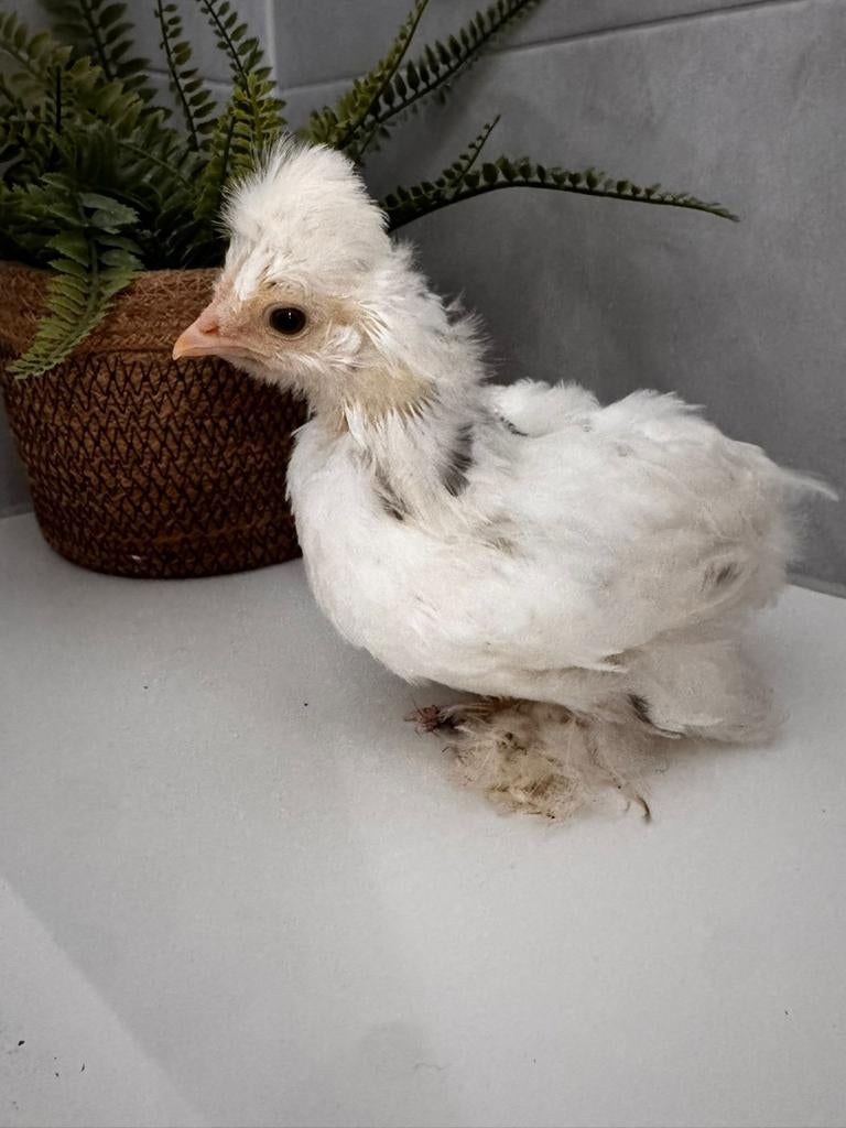 USA Zijdehoen gladveer kuiken wit mottled haan, Dieren en Toebehoren, Pluimvee, Mannelijk, Kip