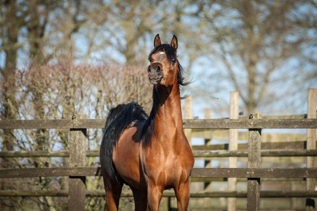 Grote maat arabisch volbloed hengst, 3 jaar, Hengst, Minder dan 160 cm, 3 tot 6 jaar
