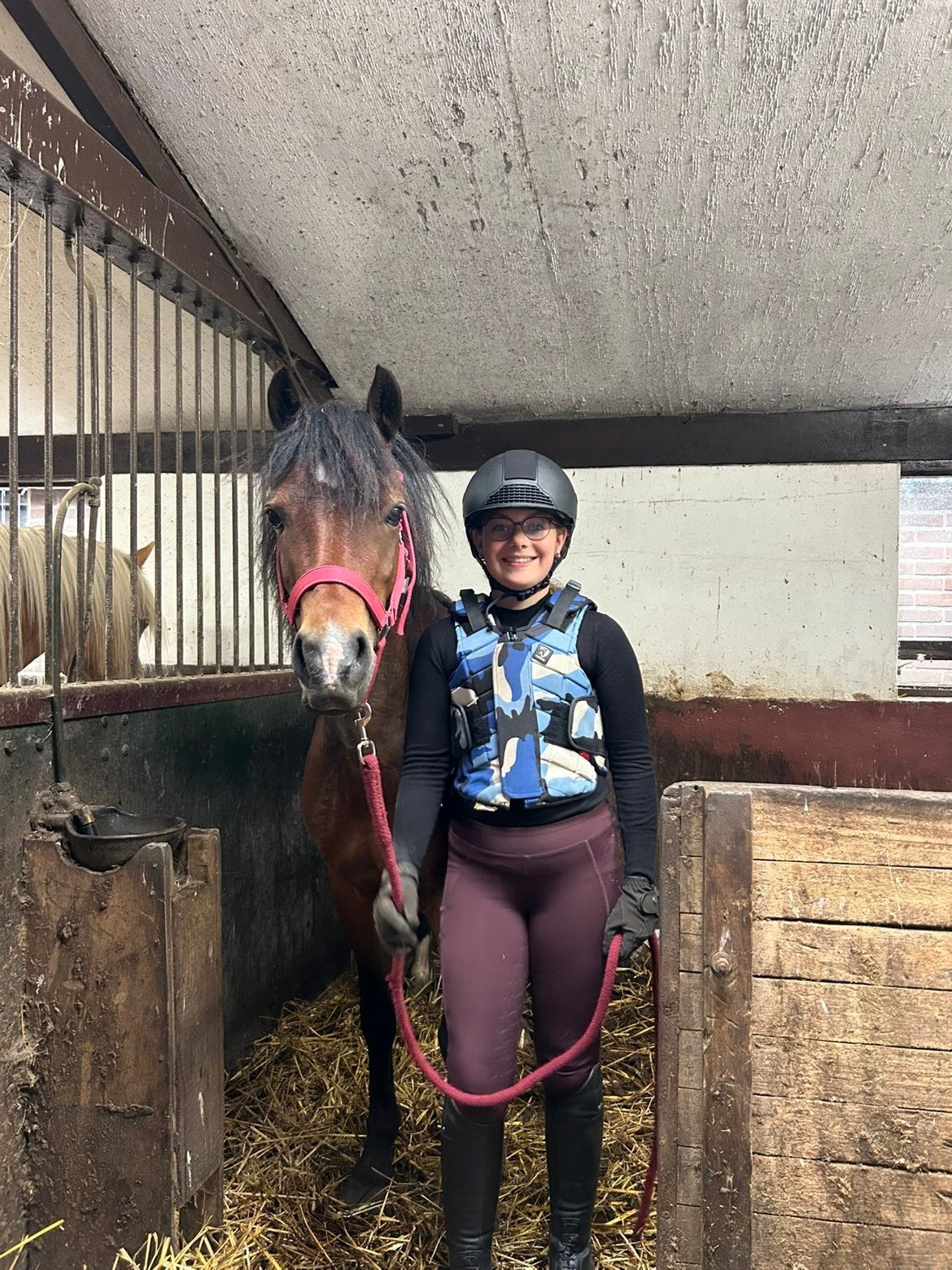 Verzorgpaard/pony gezocht omgeving raalte, Ophalen of Verzenden, Nieuw