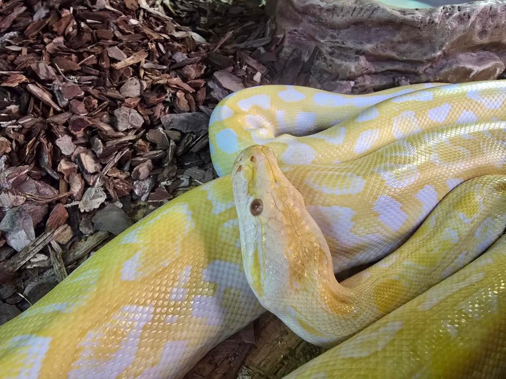 Vele reptielen en  amfibieën aangeboden, Dieren en Toebehoren, Reptielen en Amfibieën, Hagedis, 0 tot 2 jaar