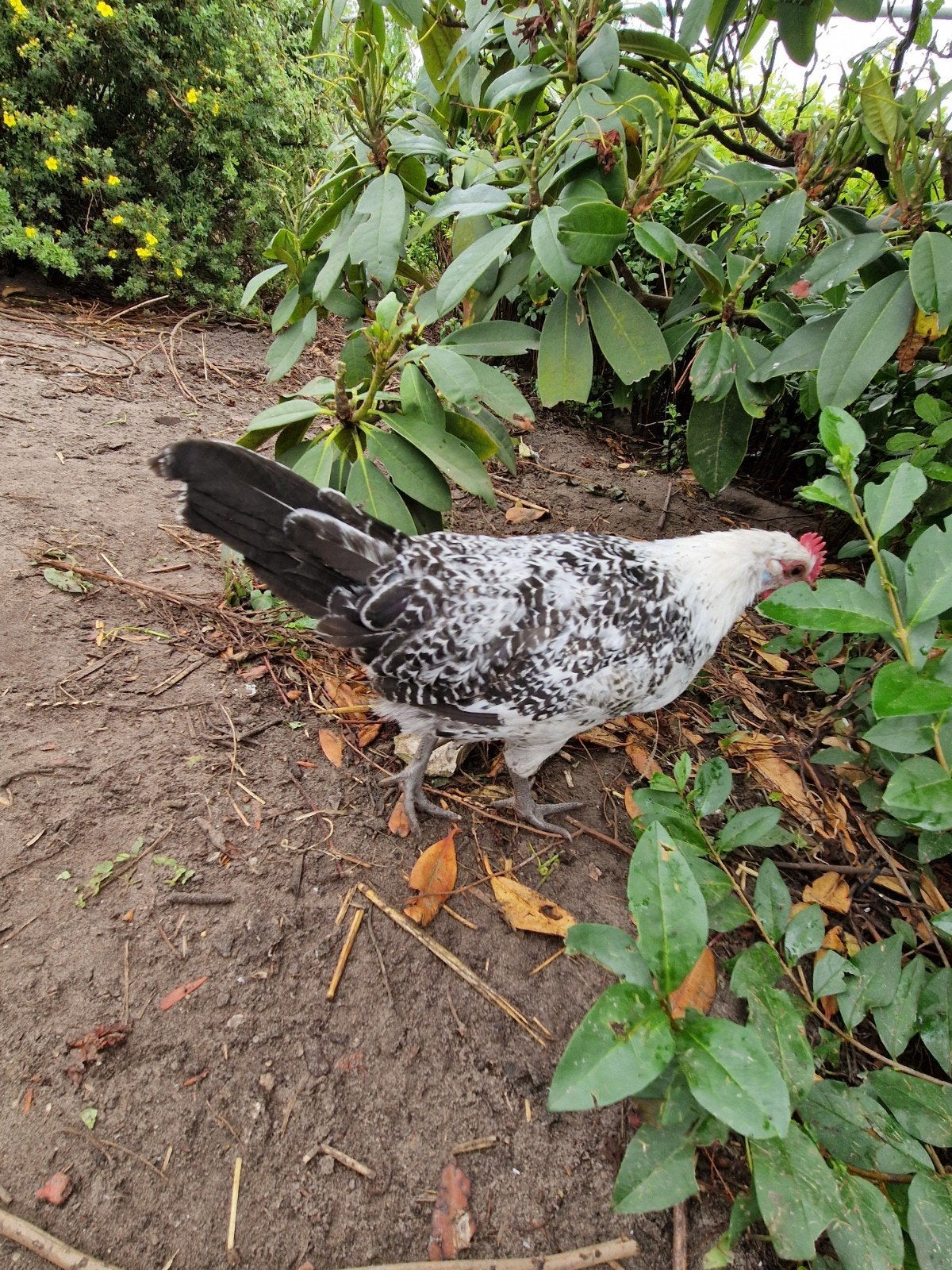 Groninger meeuw zilverpel hanen (grote variant), Mannelijk, Kip