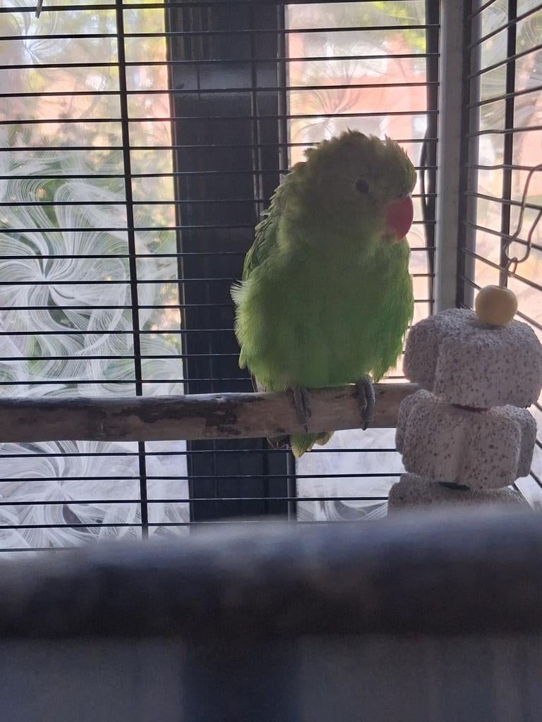 Agapornis taranta pop, Dieren en Toebehoren, Vogels | Parkieten en Papegaaien, Vrouwelijk, Dwergpapegaai of Agapornis