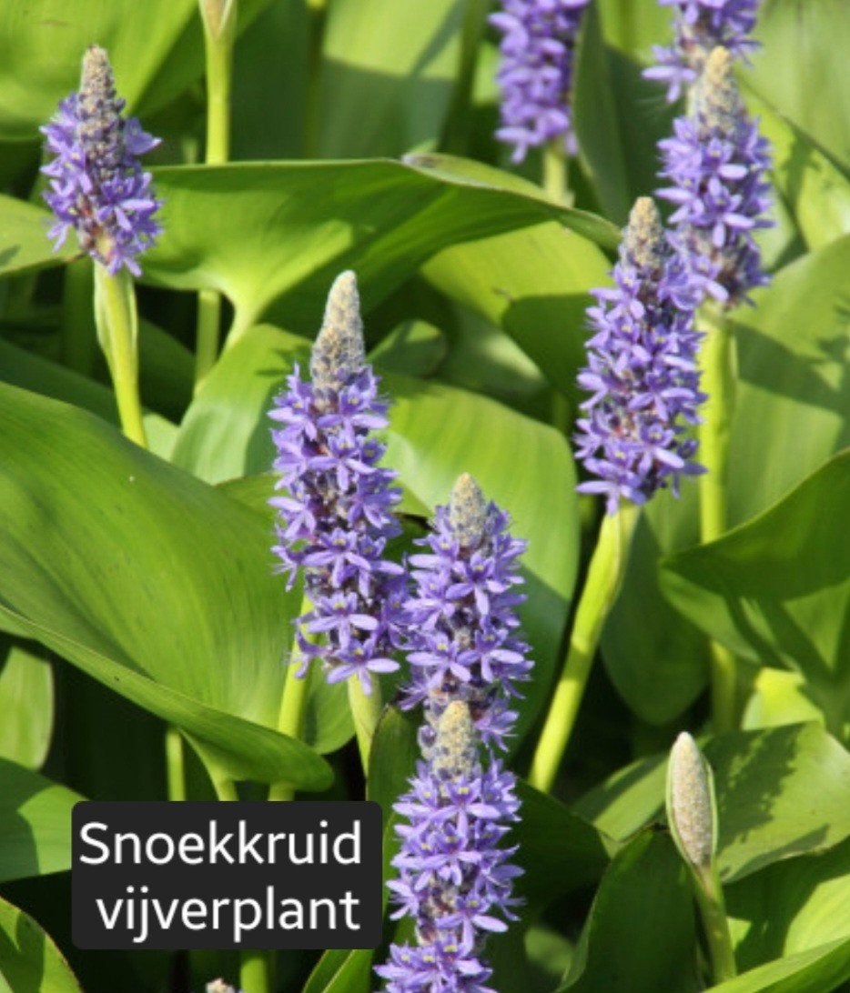 Snoekkruid vijverplant - Pontederia cordata, Ophalen, Volle zon, Vaste plant, Zomer