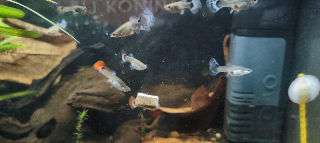 Guppy (update 10-7 ; voornamelijk vrouwtjes momenteel), Vis, Zoetwatervis