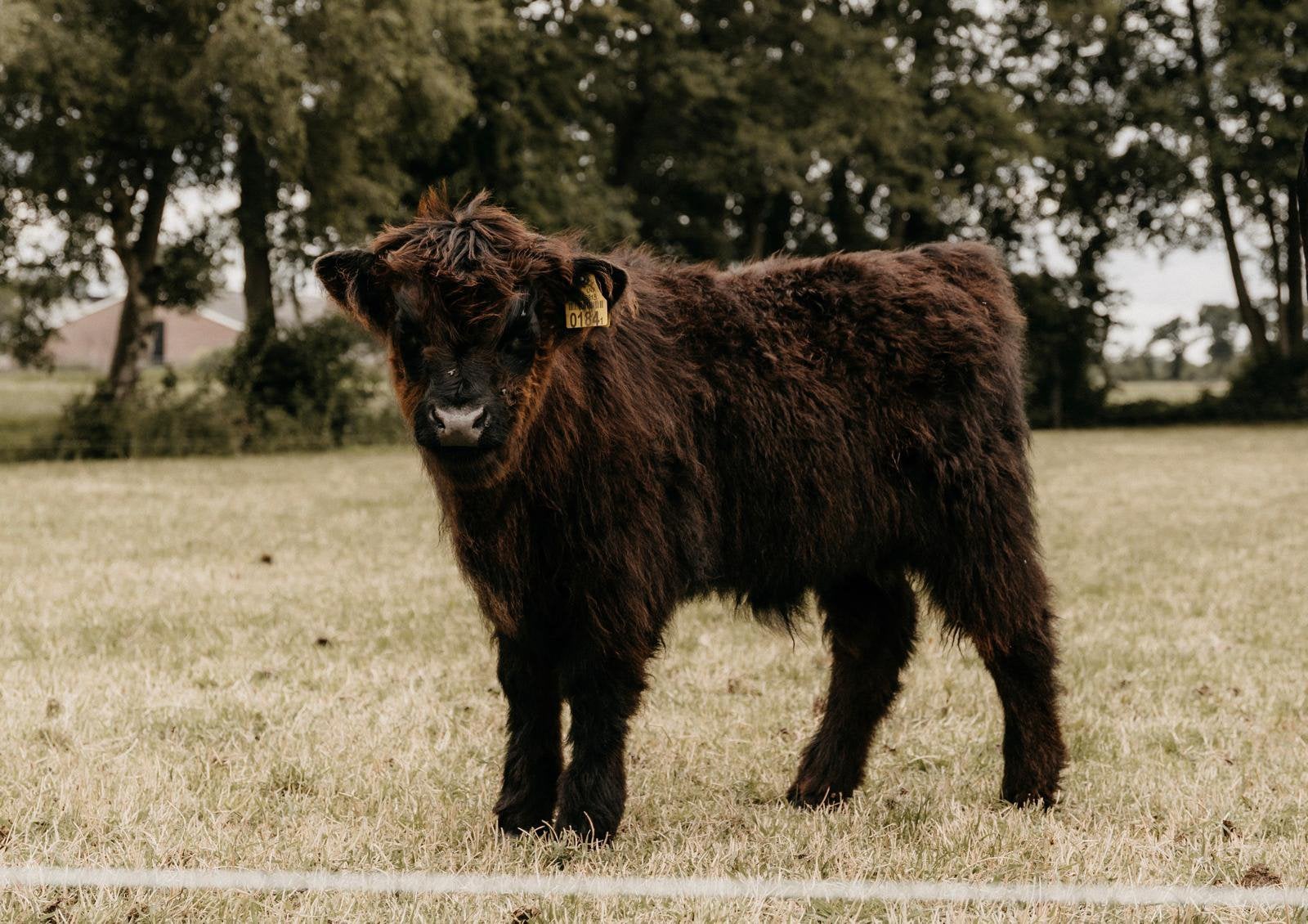 Schotse hooglander zwart stier kalfje vader tehuur, Mannelijk
