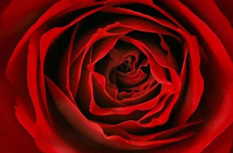 Ingelijste poster "Red Rose" van Ernst Haas, Ophalen, Met lijst, Deurposter of groter, Rechthoekig Liggend