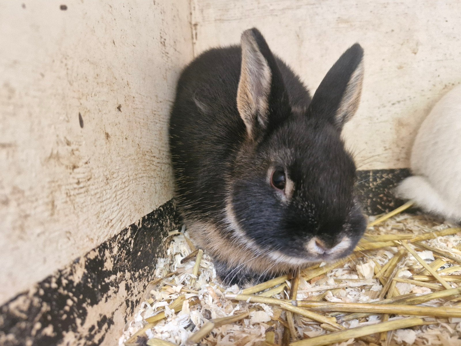 Verschillende kleuren jonge dwerg konijntjes, Dieren en Toebehoren, Konijnen, Vrouwelijk, Dwerg