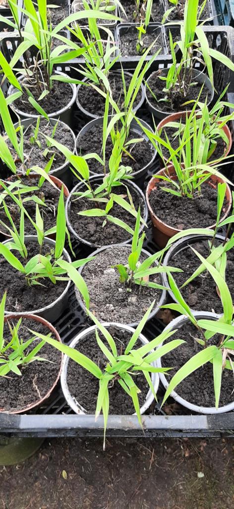 trilgras vaste plant, Birza Media, Tuin en Terras, Planten | Tuinplanten, Ophalen, Vaste plant, Siergrassen, Halfschaduw