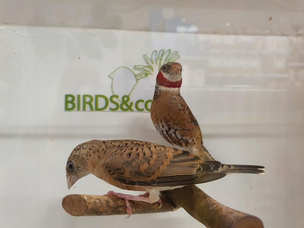 Bandvink koppel beschikbaar, Dieren en Toebehoren, Vogels | Overige Vogels, Meerdere dieren