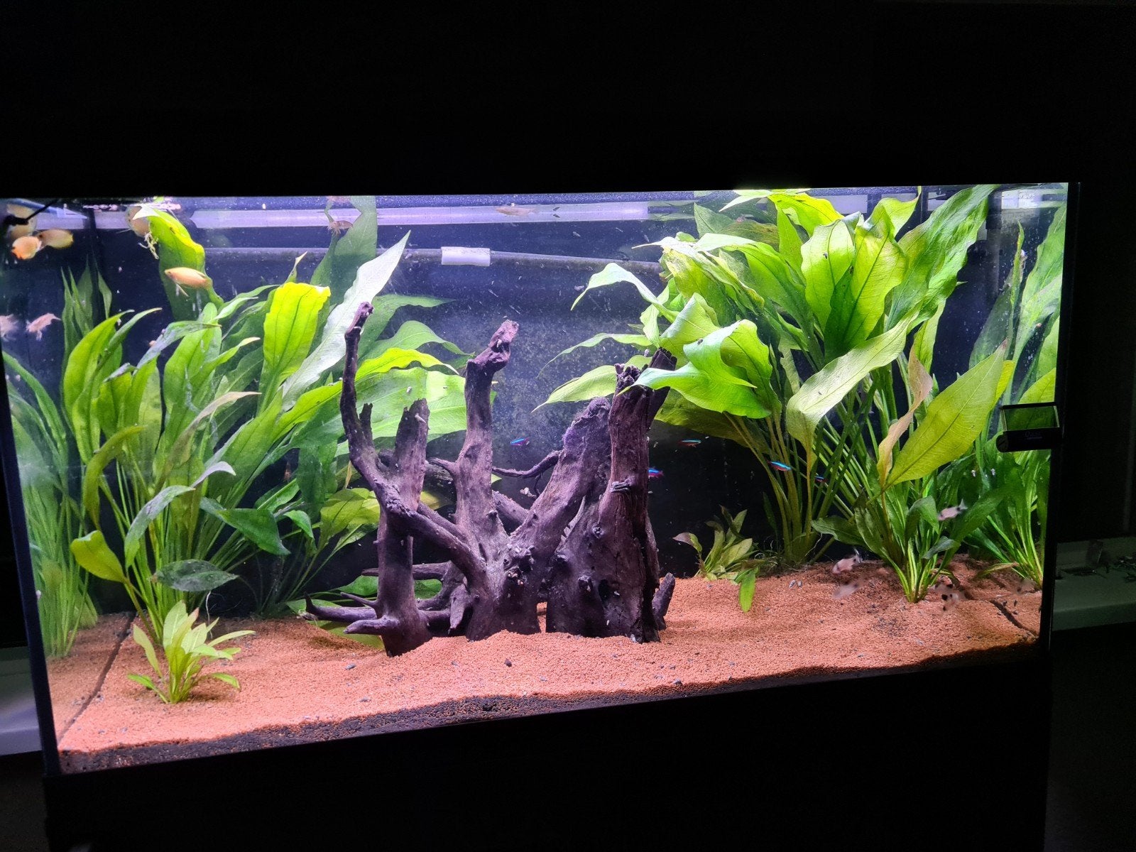 Prachtig Aquatlantis 200liter - compleet!, Ophalen, Aquatlantis, Inclusief vissen, Gevuld zoetwateraquarium