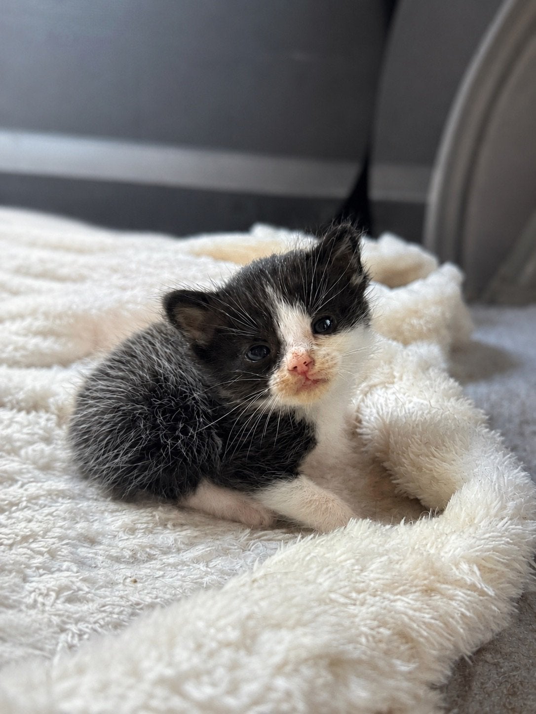Knappe kitten te koop, Poes, Ontwormd