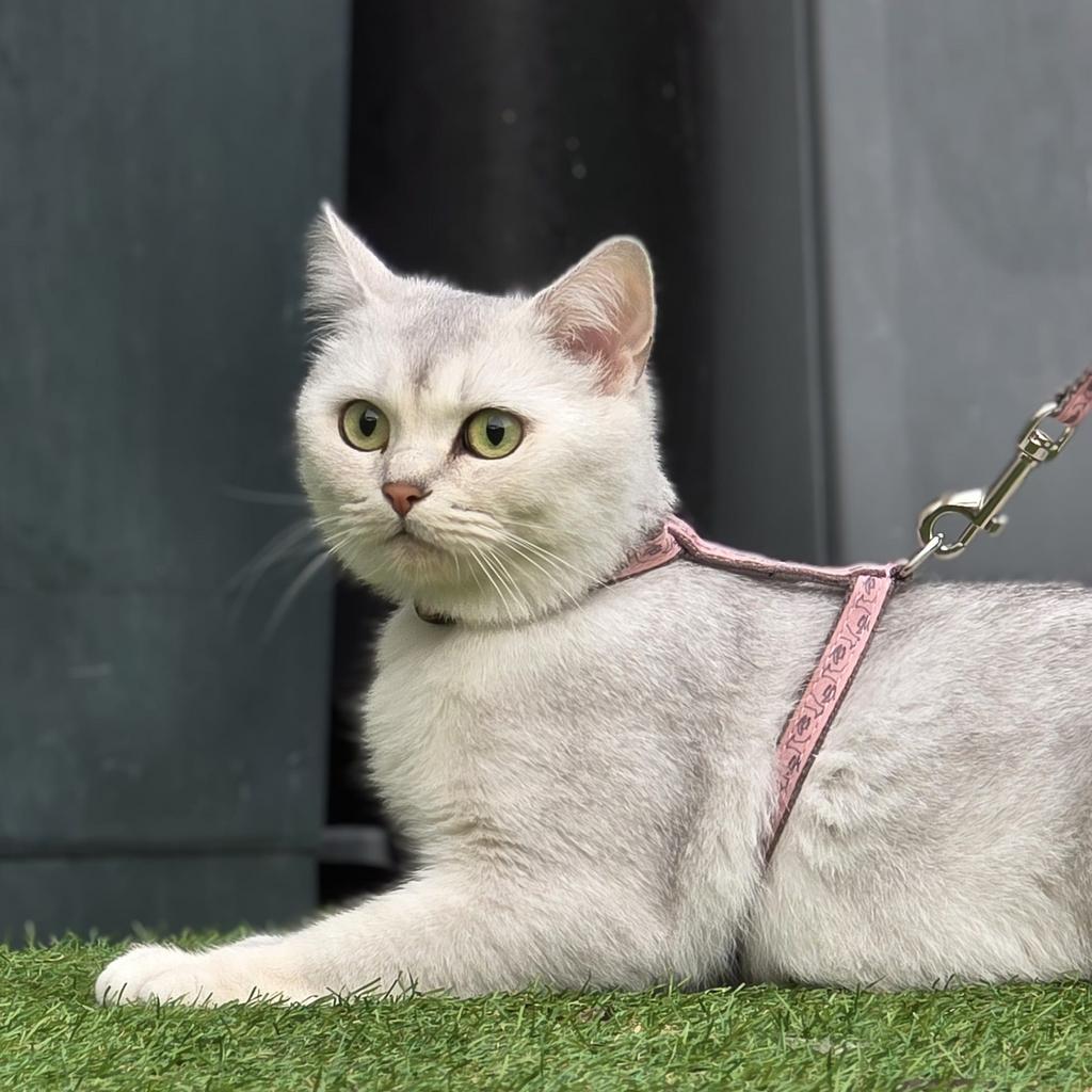 Britse korthaar (british shorthair), Dieren en Toebehoren, 3 tot 5 jaar