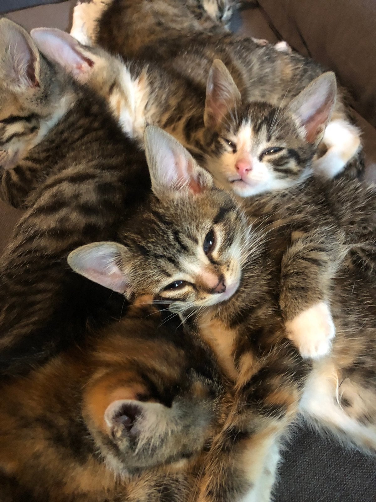 Kittens 8 weken oud, Dieren en Toebehoren, Poes