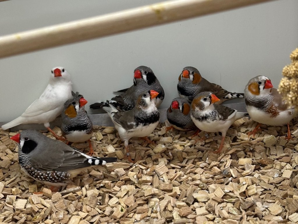 Zebravinken koppels, Meerdere dieren, Tropenvogel