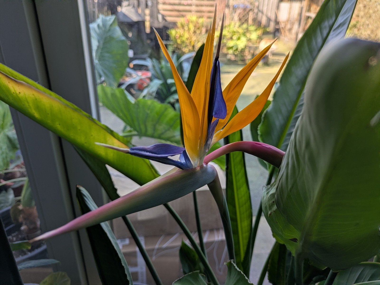 Strelizia Reginae plantje - paradijsvogel bloem, Huis en Inrichting, Ophalen of Verzenden, Halfschaduw, Minder dan 100 cm