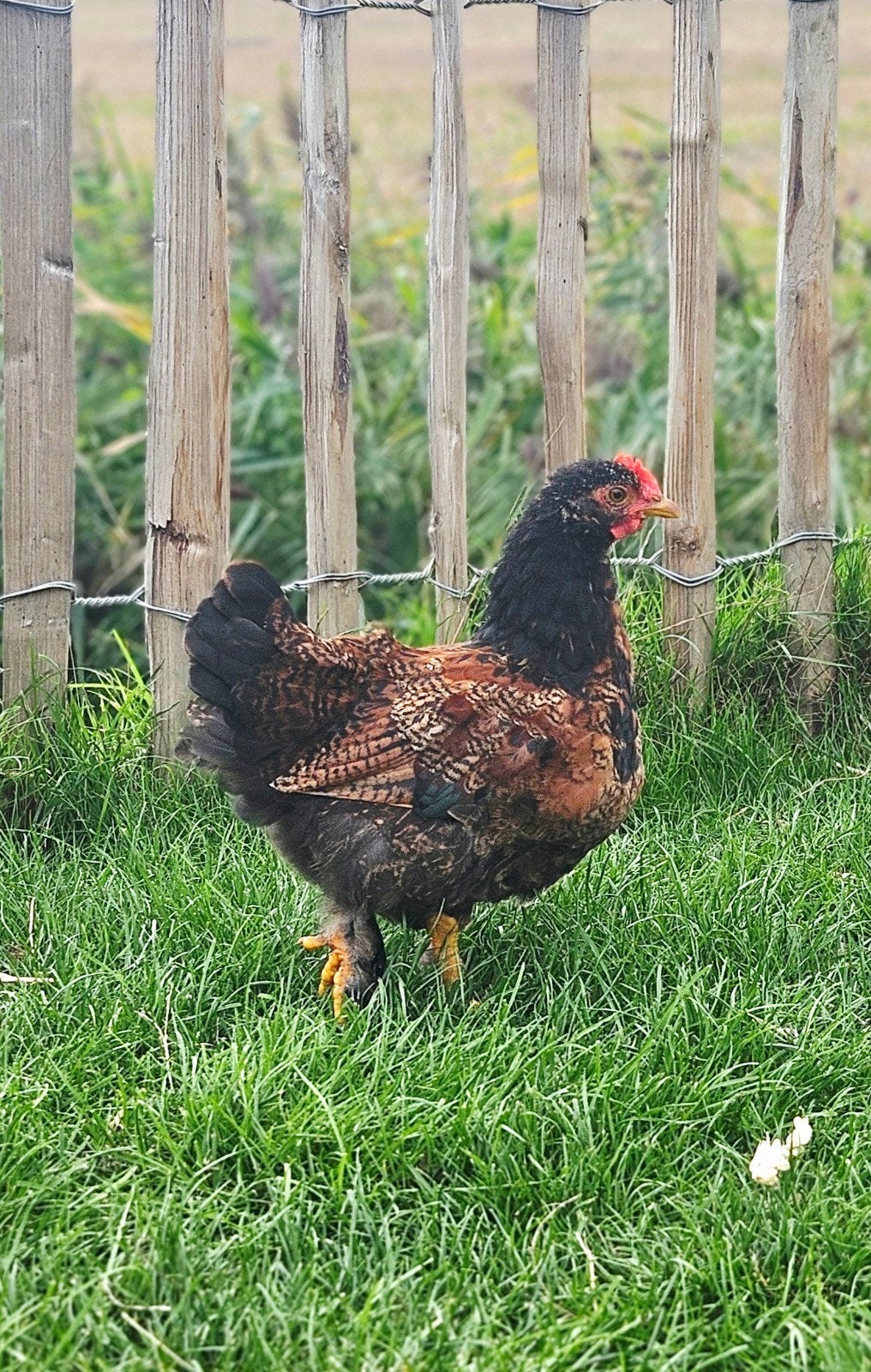 Barnevelder x Cochin jonge kriel haan, Dieren en Toebehoren, Mannelijk, Kip