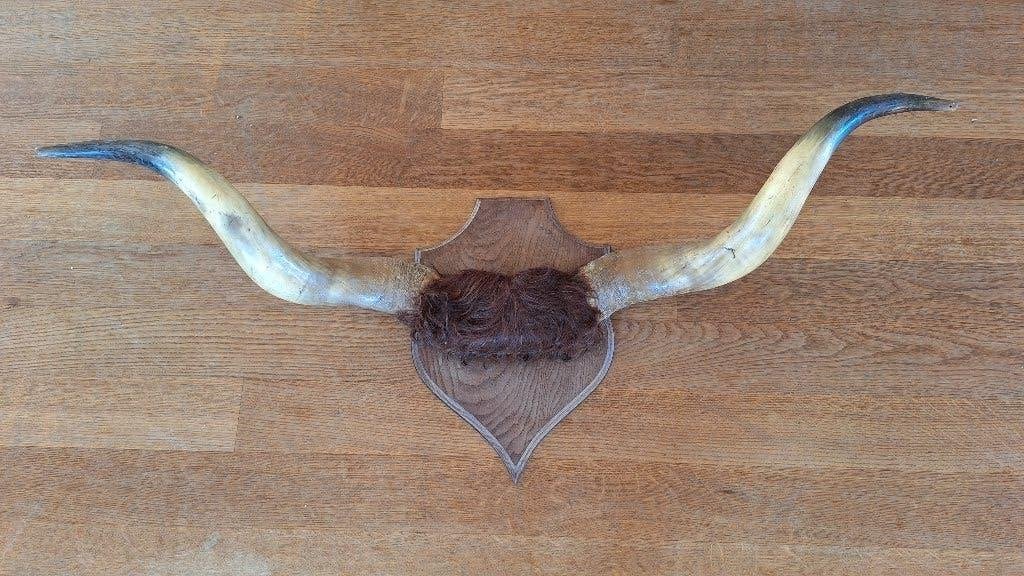 Taxidermie grote longhoorns, Ophalen, Gebruikt, Boerderijdier, Opgezet dier