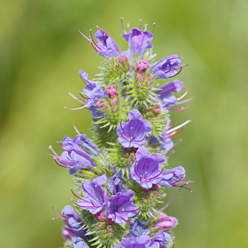 Zaden slangenkruid (Echium vulgare) - inheems, biologisch, Ophalen of Verzenden, Najaar, Volle zon, Zaad
