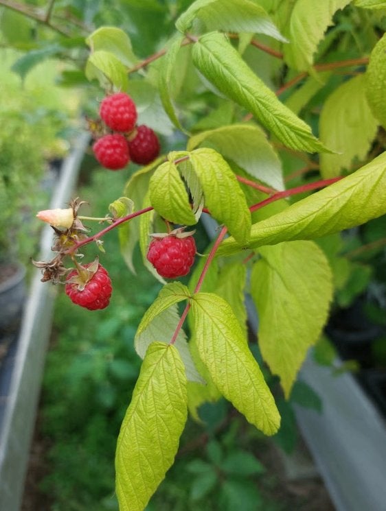 Fruitstruiken Blauwe bes/ frambozen/ bramenstruik, Tuin en Terras, Ophalen, Minder dan 100 cm, Overige soorten, Volle zon