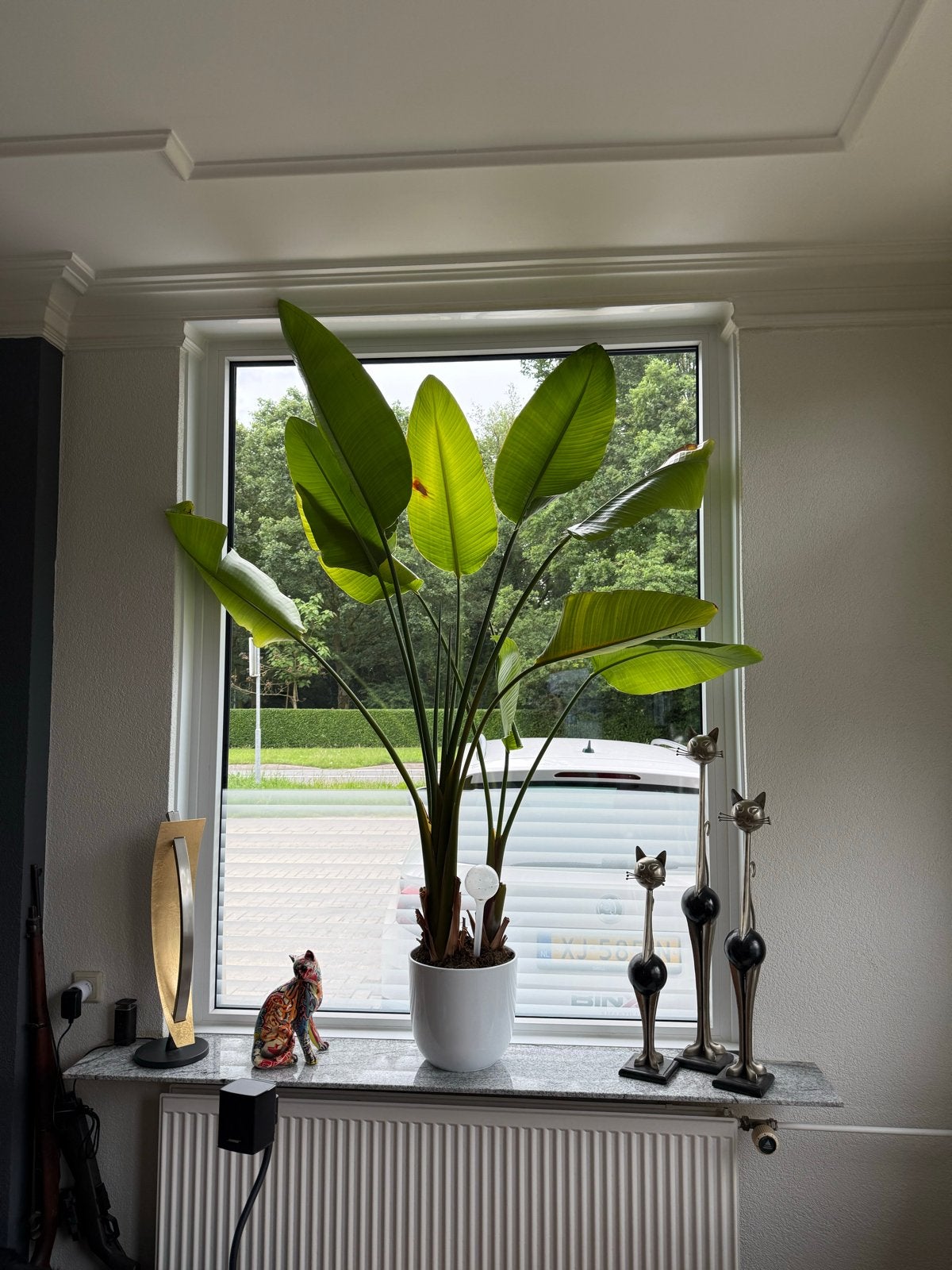 Strelitzia Nicolai (Paradijsvogelplant) 195cm met pot, Huis en Inrichting, Kamerplanten, Ophalen, Overige soorten, In pot, 150 tot 200 cm