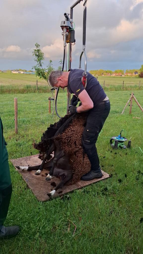 Schapen Scheren., Meerdere dieren, Schaap