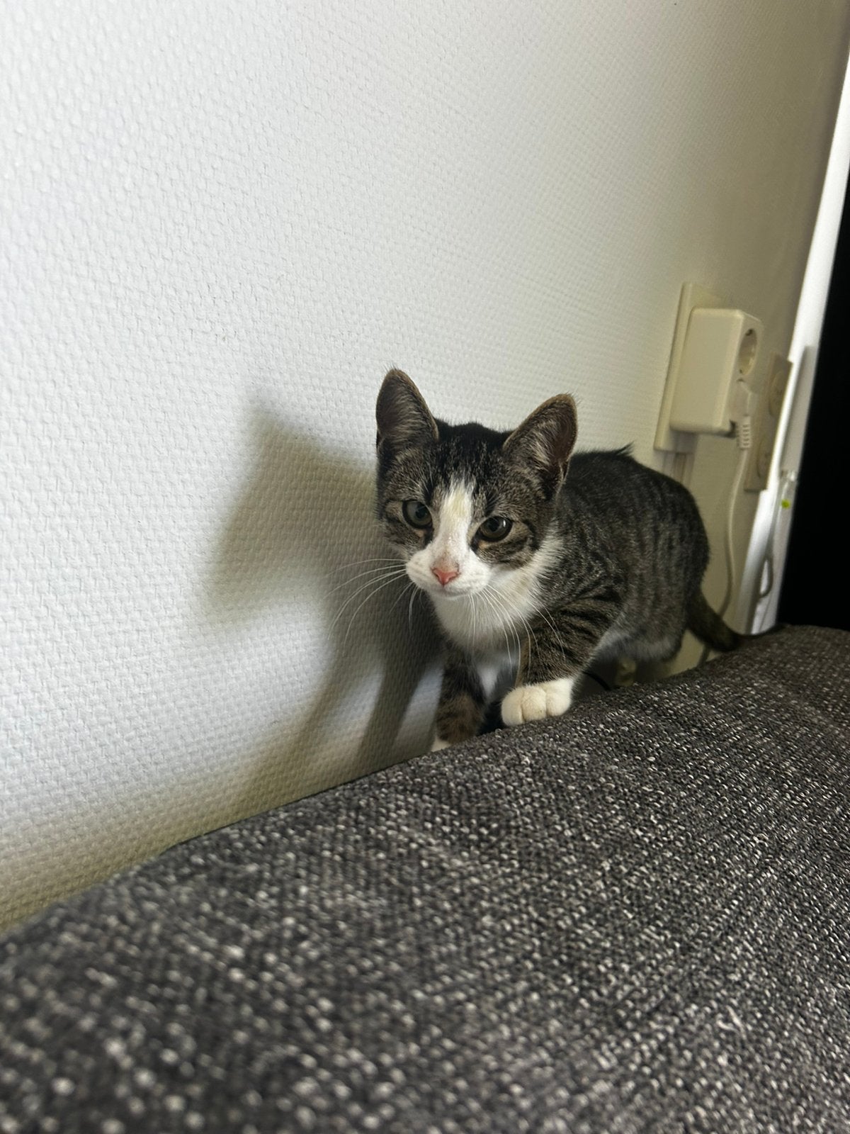2 lieve kittens zoeken warm mandje, Dieren en Toebehoren, Kater