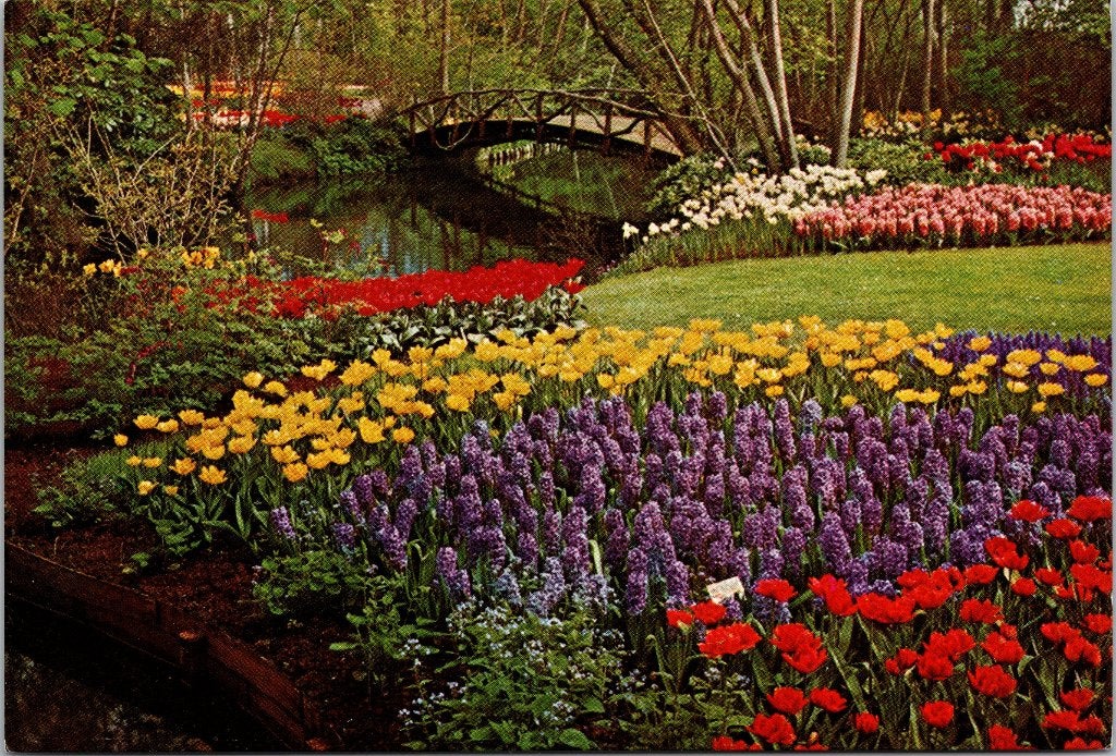 Lisse Keukenhof - 24 oude ansichtkaarten tulpen, Verzenden, 1960 tot 1980, Ongelopen, Zuid-Holland