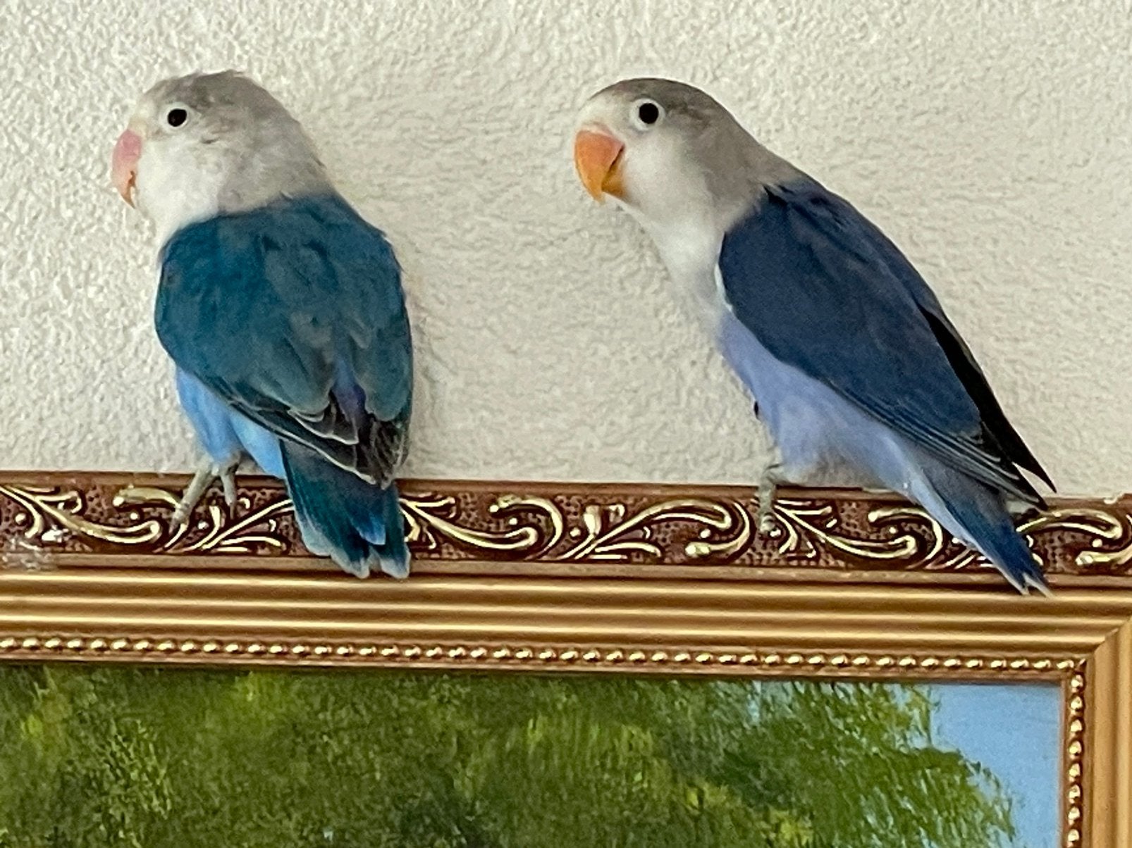 Prachtige Lieve Hand Tamme Agapornis Dwergpapegaai Lovebird, Dieren en Toebehoren, Meerdere dieren, Dwergpapegaai of Agapornis