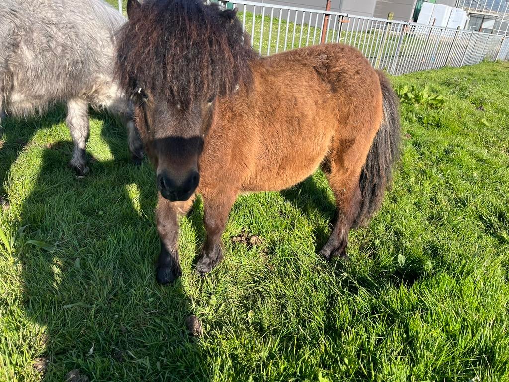 Mooie (mini) Shetlander merries, Dieren en Toebehoren, Hengst, A pony (tot 1.17m), Gechipt, 0 tot 2 jaar