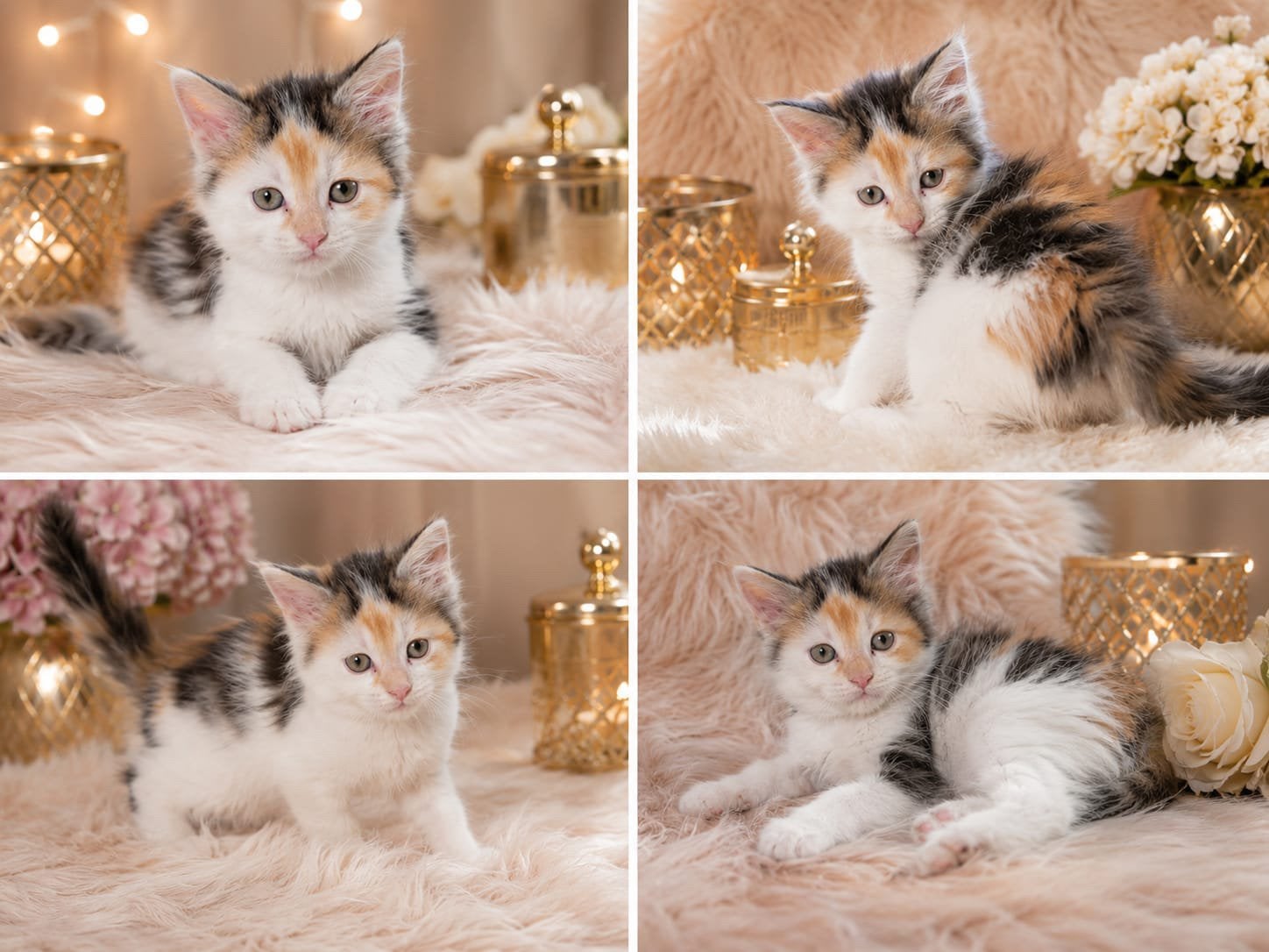 Maincoon kittens, Meerdere dieren, Langharig, 0 tot 2 jaar