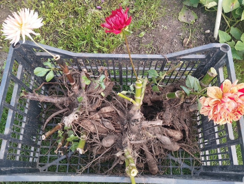 dahlia knollen, Tuin en Terras, Overige soorten, Volle zon, Vaste plant, Ophalen of Verzenden