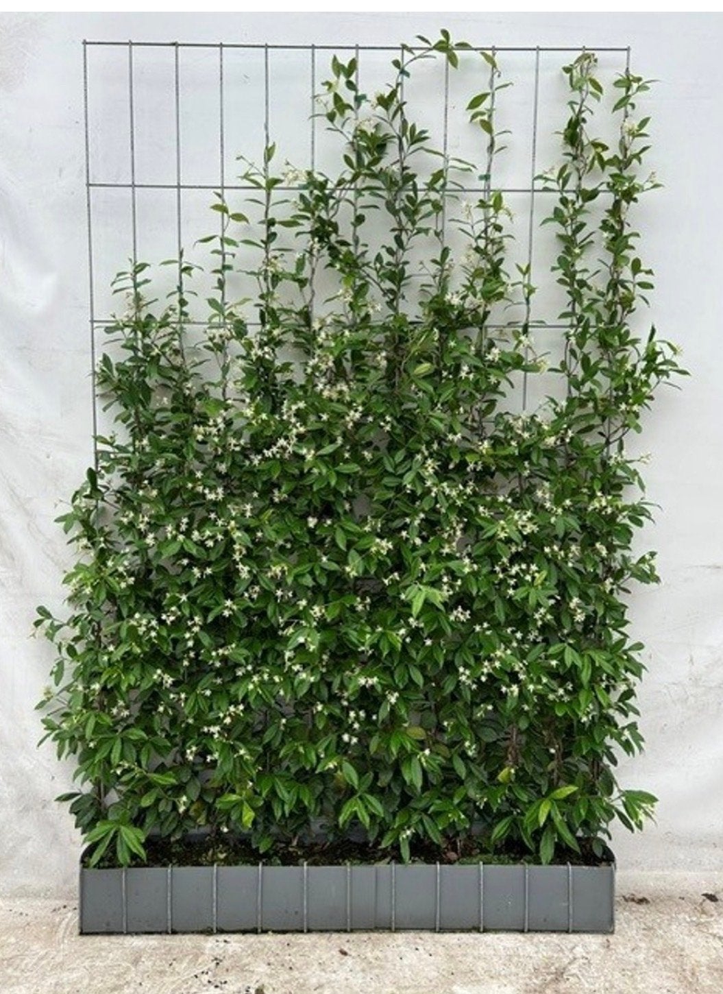 Toscaanse Jasmijn Hagen - Groen Blijvend & Geurend, Volle zon, Vaste plant, Ophalen of Verzenden, Klimplanten