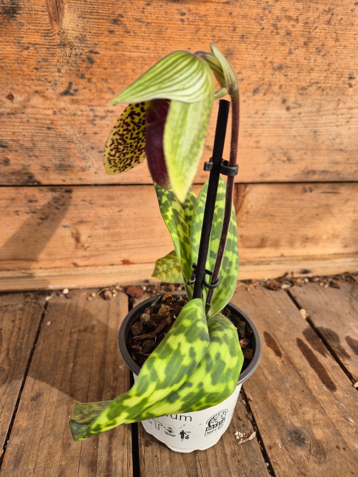 Orchidee Paphiopedilum p9 (5), Ophalen of Verzenden, Halfschaduw, Minder dan 100 cm