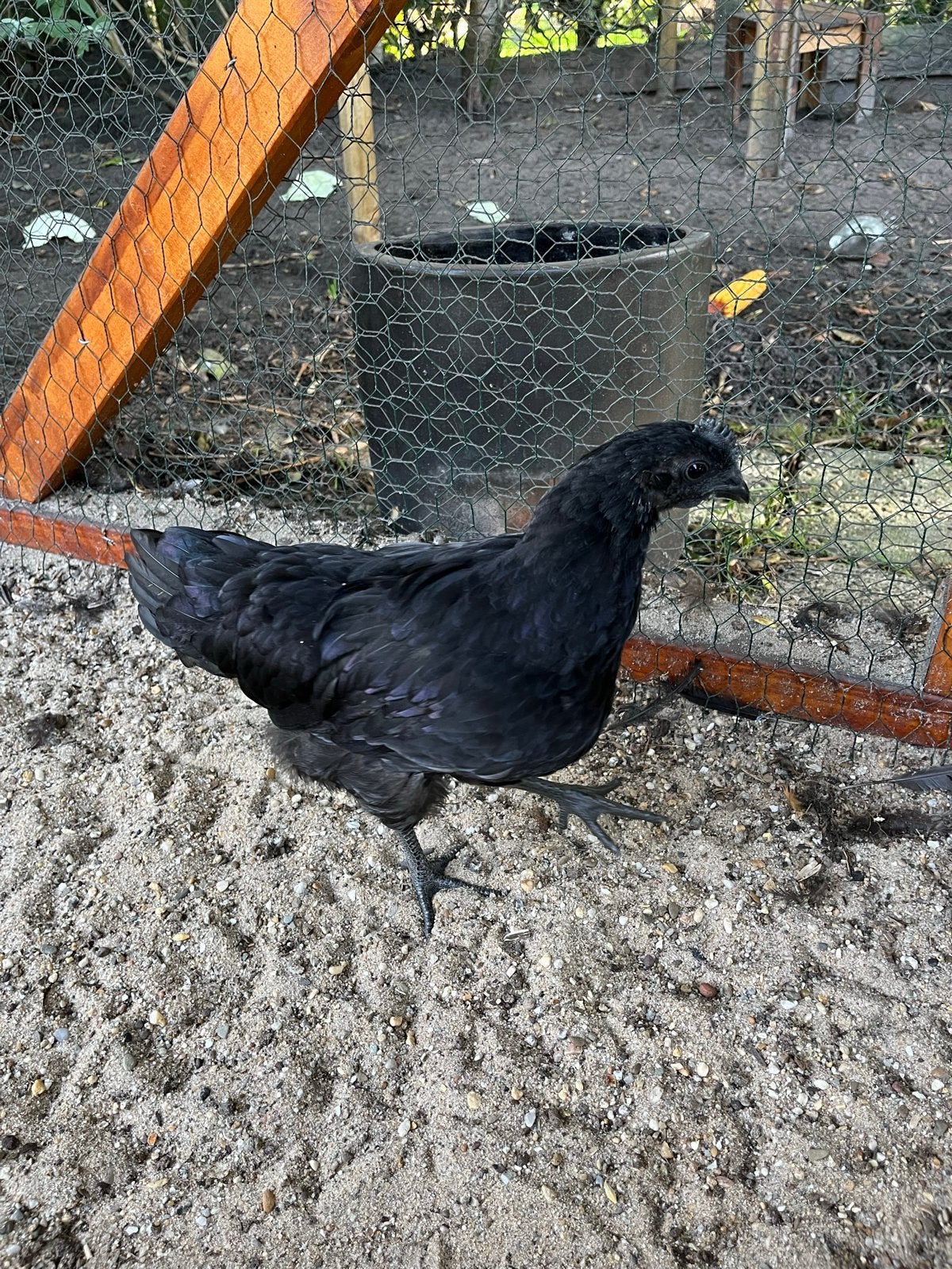Ayam cemani haan en hen, Meerdere dieren, Kip