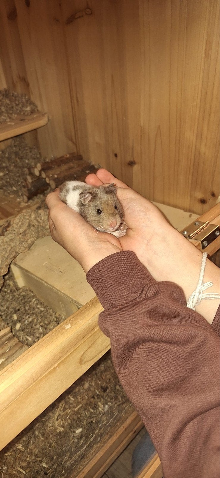 Hamstervilla incl. alle toebehoren en jonge goudhamster, Ophalen, 60 tot 90 cm, Cavia, Hok