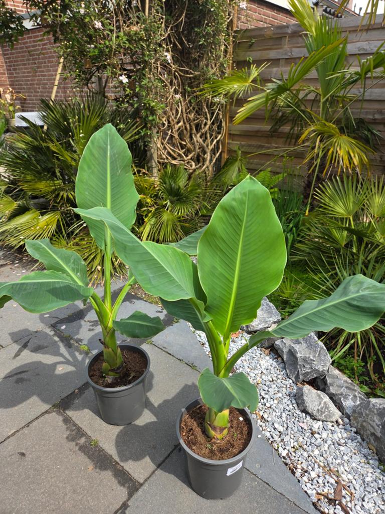 Musella Lasiocarpa - Gouden Lotusbanaan, Tuin en Terras, Planten | Tuinplanten, Ophalen, Overige soorten, Volle zon