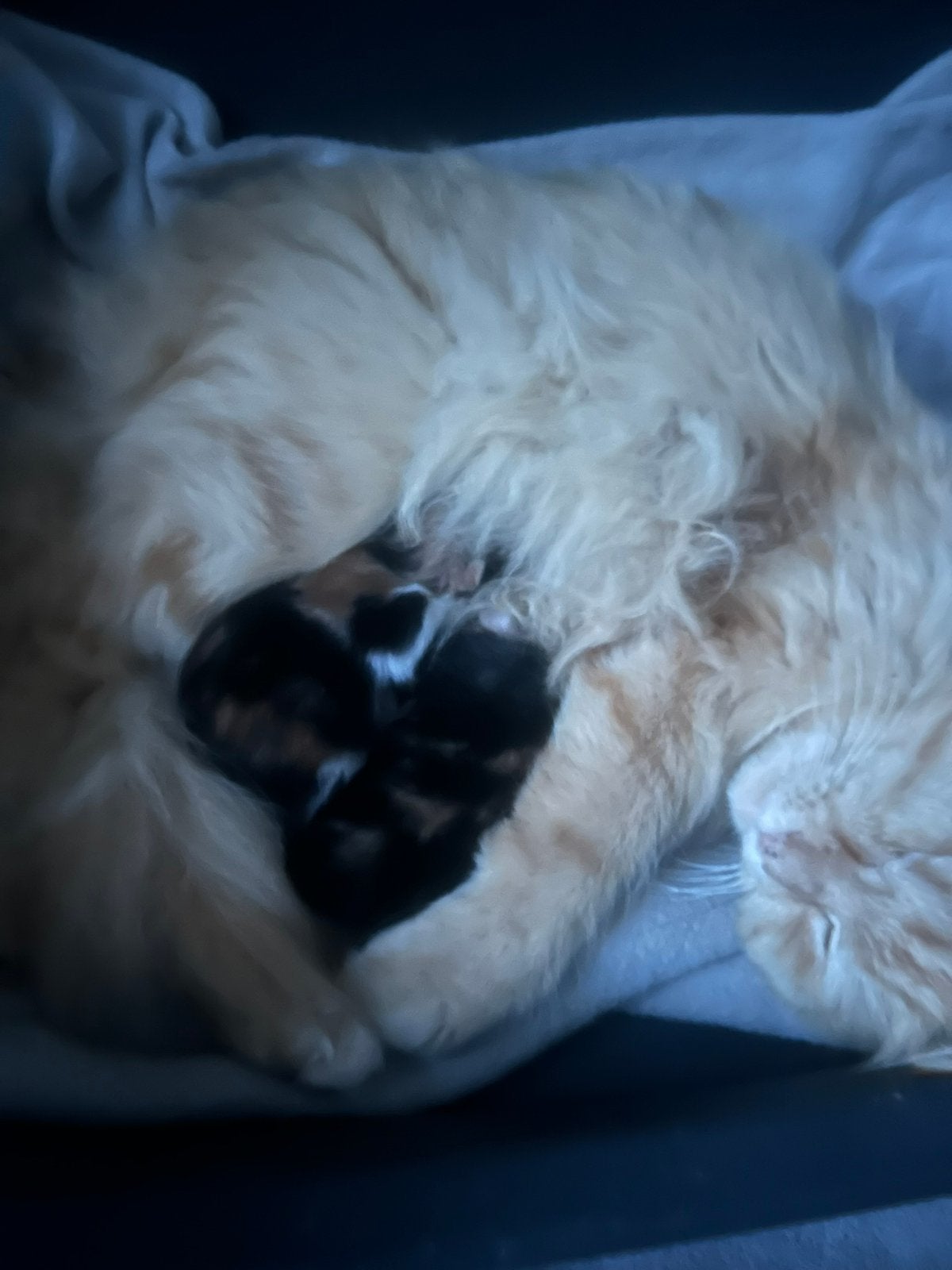 2 half Siberische Boskat kittens, Poes, 0 tot 2 jaar