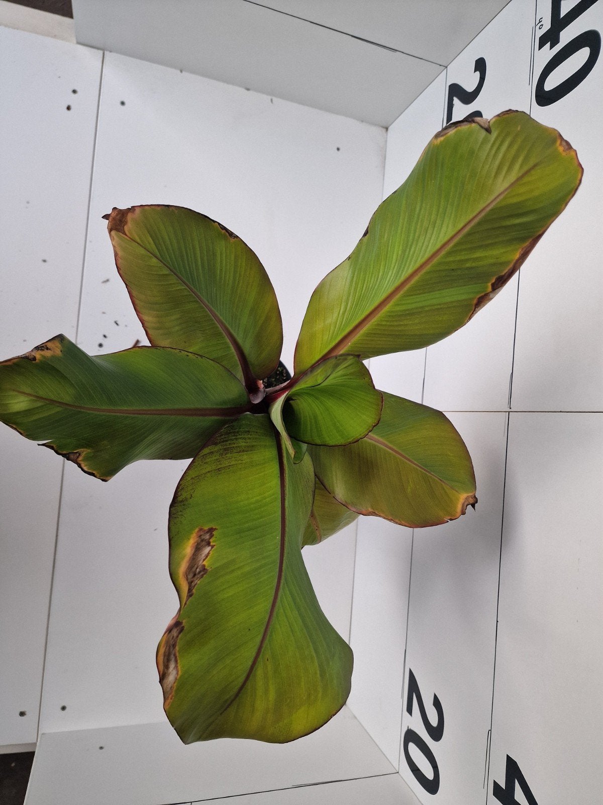 ensete verticosum maurelli, Tuin en Terras, Ophalen of Verzenden, Bloeit niet, Overige soorten, Volle zon