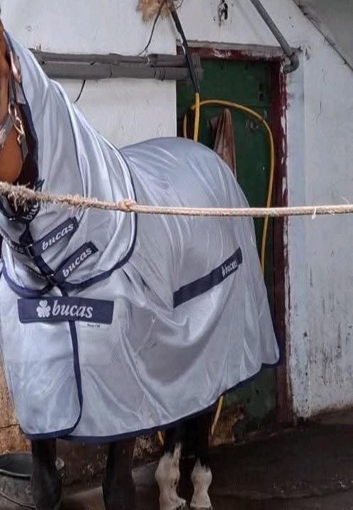 Bucas Buzz Off Full neck met buikflap maat 145/198, Dieren en Toebehoren, Paarden en Pony's | Dekens en Dekjes, Ophalen of Verzenden