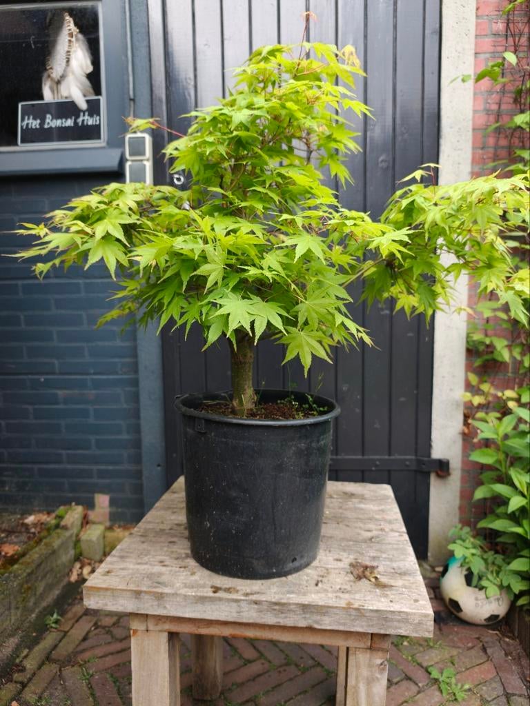 Acer Japanse Esdoorn Palmatum, Ophalen, Bloeit niet, Halfschaduw, Overige soorten