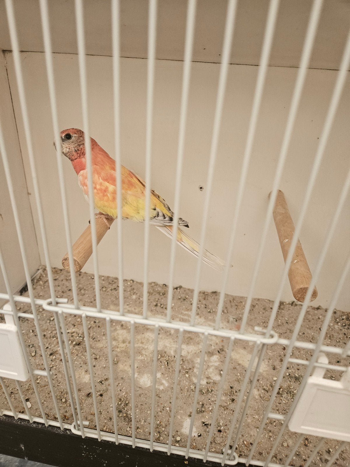 te koop mooie opaline gezoomde bourkes man, Mannelijk, Parkiet