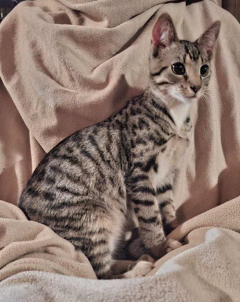Super tamme kittens, Dieren en Toebehoren, Katten en Kittens | Raskatten | Korthaar, Meerdere dieren