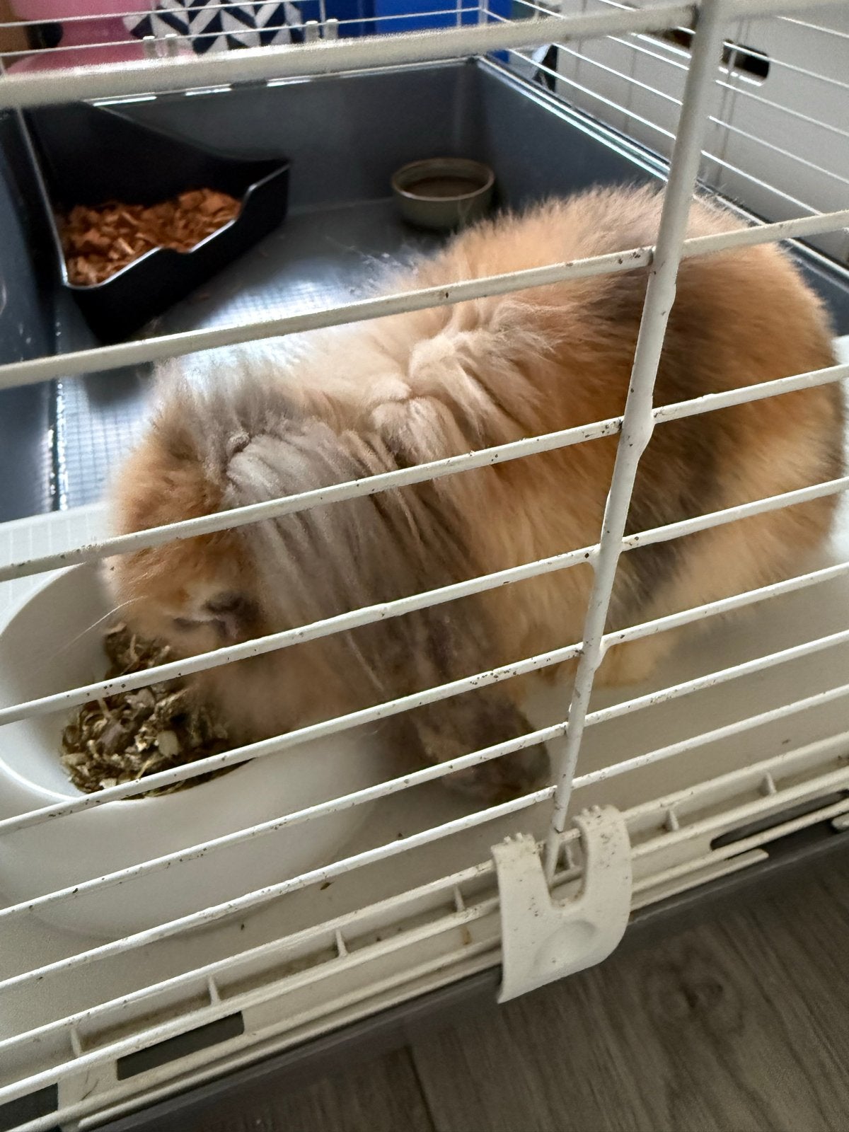 Gratis konijn met hok, Dieren en Toebehoren, Mannelijk, Dwerg