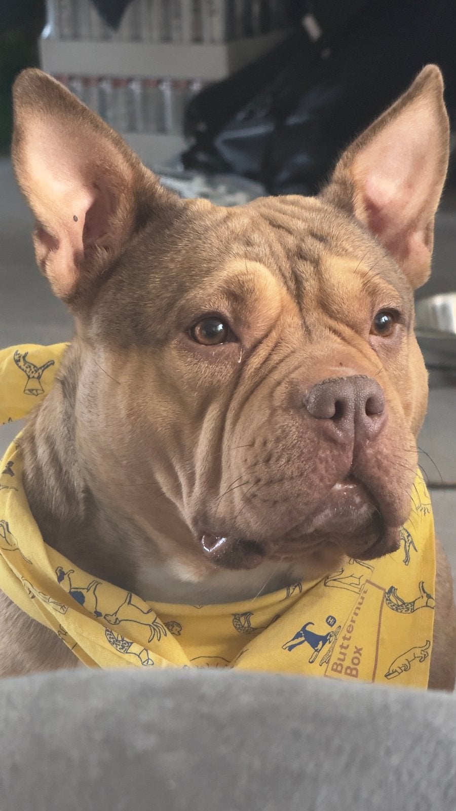 Met spoed, nieuw thuis gezocht, Dieren en Toebehoren, Teef, Eén hond, Nederland, Particulier