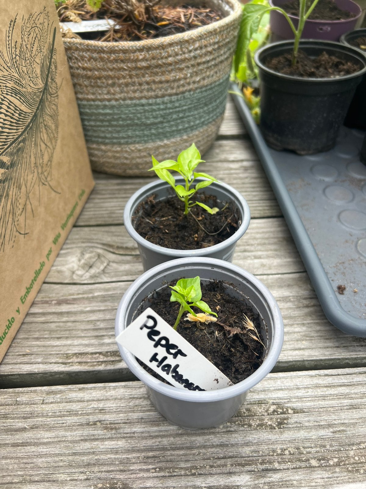 Peper habaneros, Ophalen, Eenjarig, Groenteplanten, Volle zon