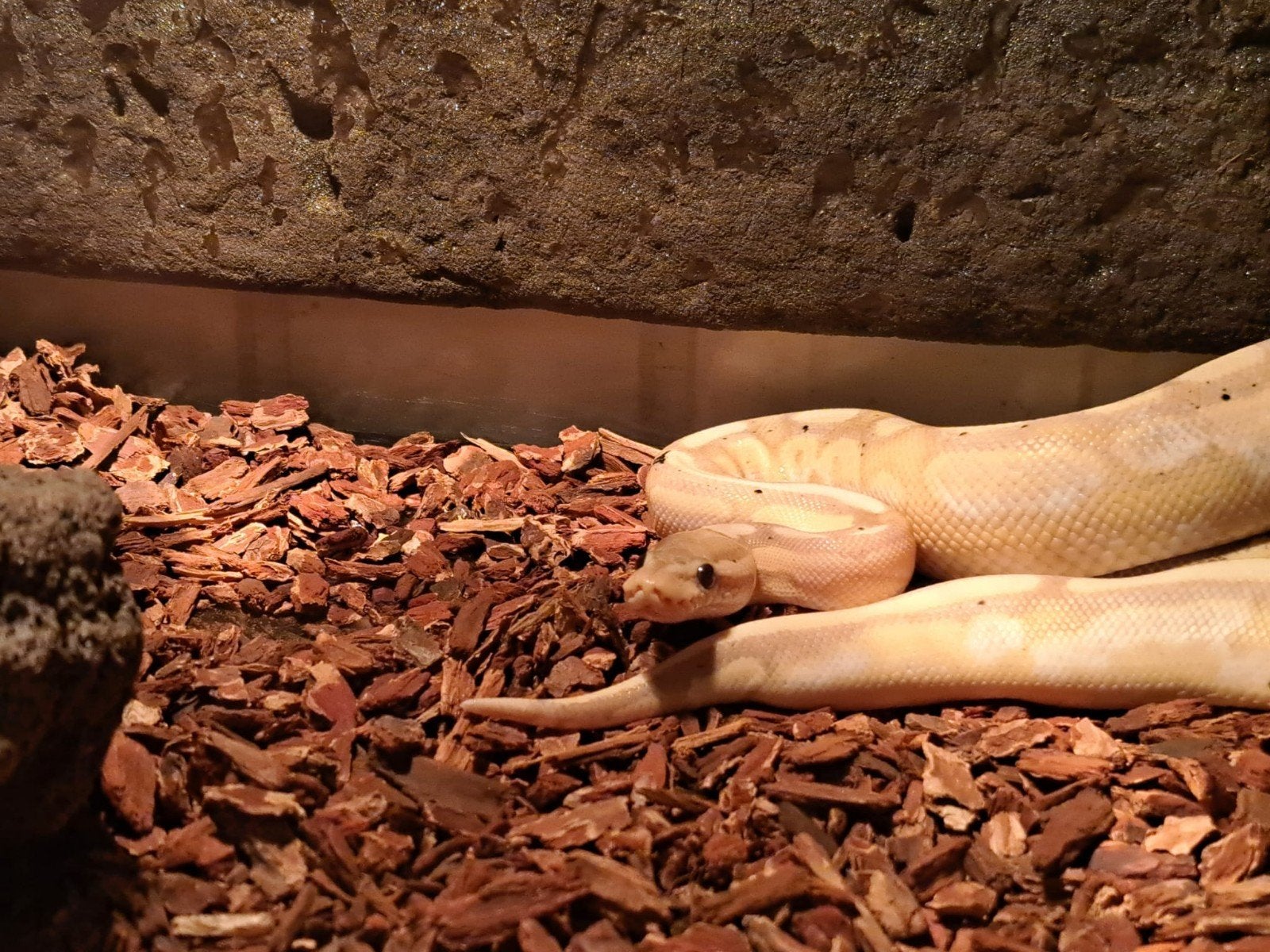 koningspython (regius) coral glow enchi man, Slang, Tam, 3 tot 6 jaar